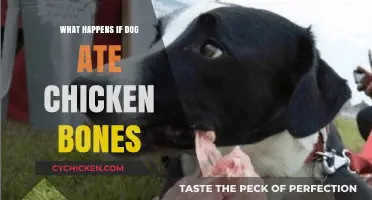 Dog Ate Chicken Bones? Potential Dangers and Immediate Steps to Take
