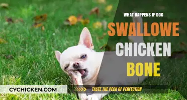 Dog Swallowed Chicken Bone: Risks, Symptoms, and Immediate Actions