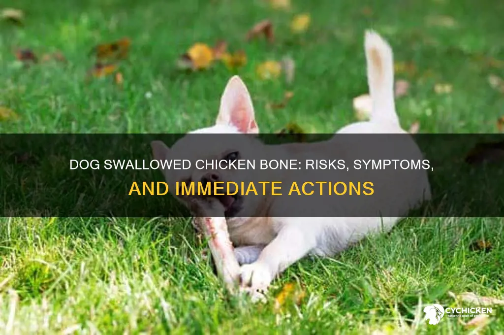 what happens if dog swallowed chicken bone