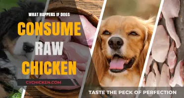 Raw Chicken Risks: What Happens When Dogs Eat It?