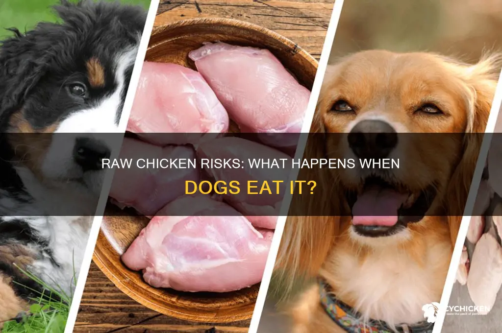 what happens if dogs consume raw chicken