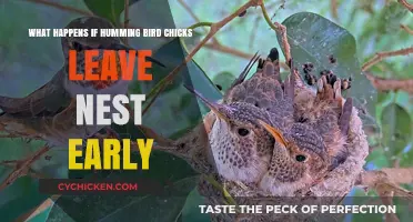 Hummingbird Chicks: Early Nest Departure Explored
