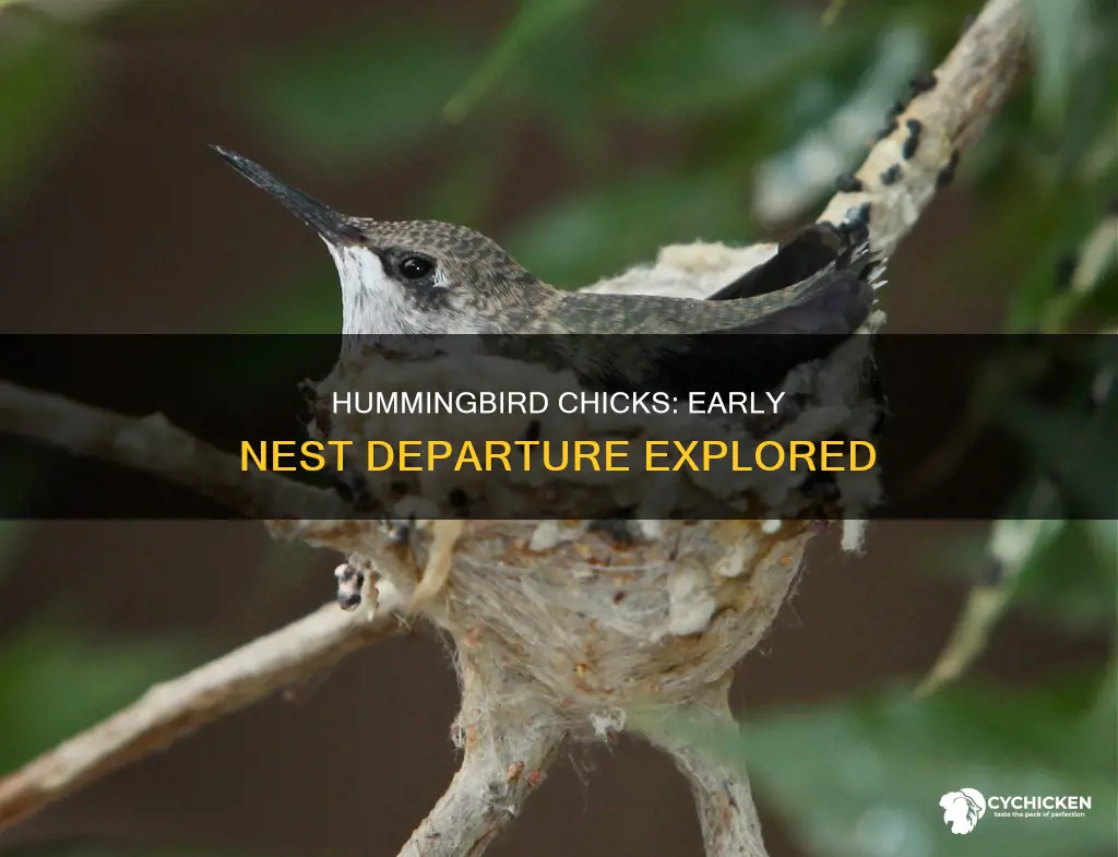 what happens if humming bird chicks leave nest early