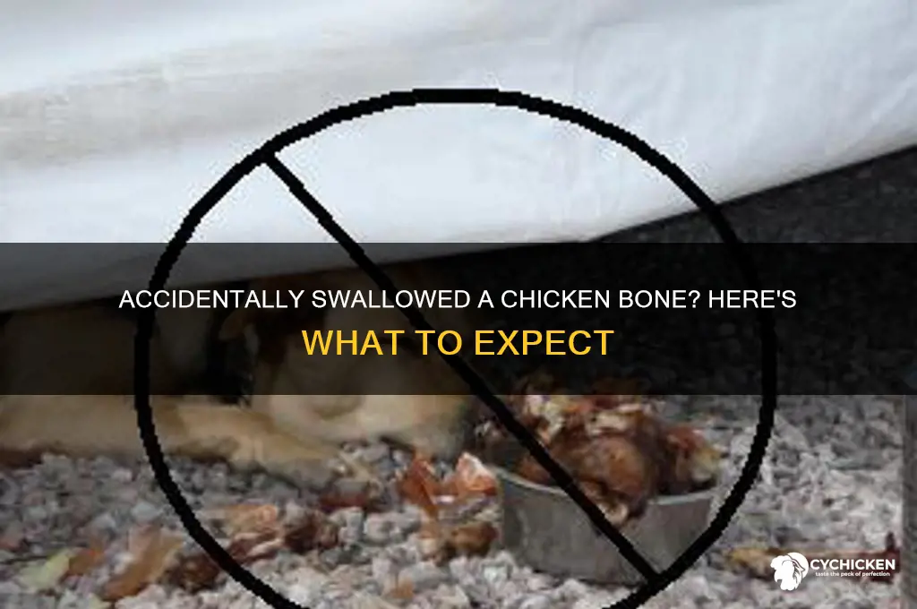 what happens if i ate a chicken bone