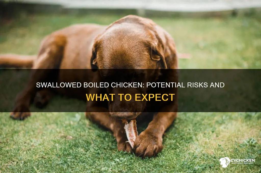 what happens if i just swallowed boiled chicken
