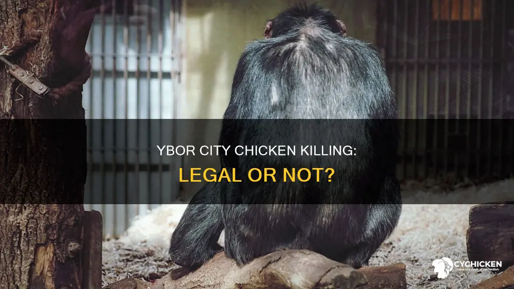 what happens if i kill a chicken in ybor city