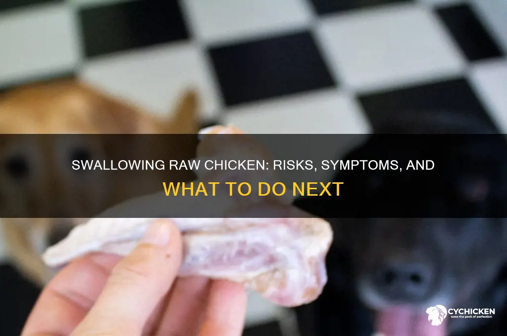 what happens if i swallow raw chicken