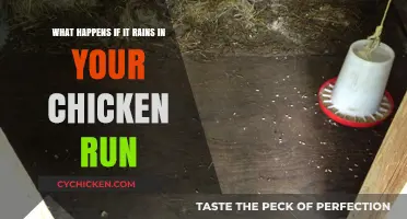 Chicken Run Rain: What to Do and Expect