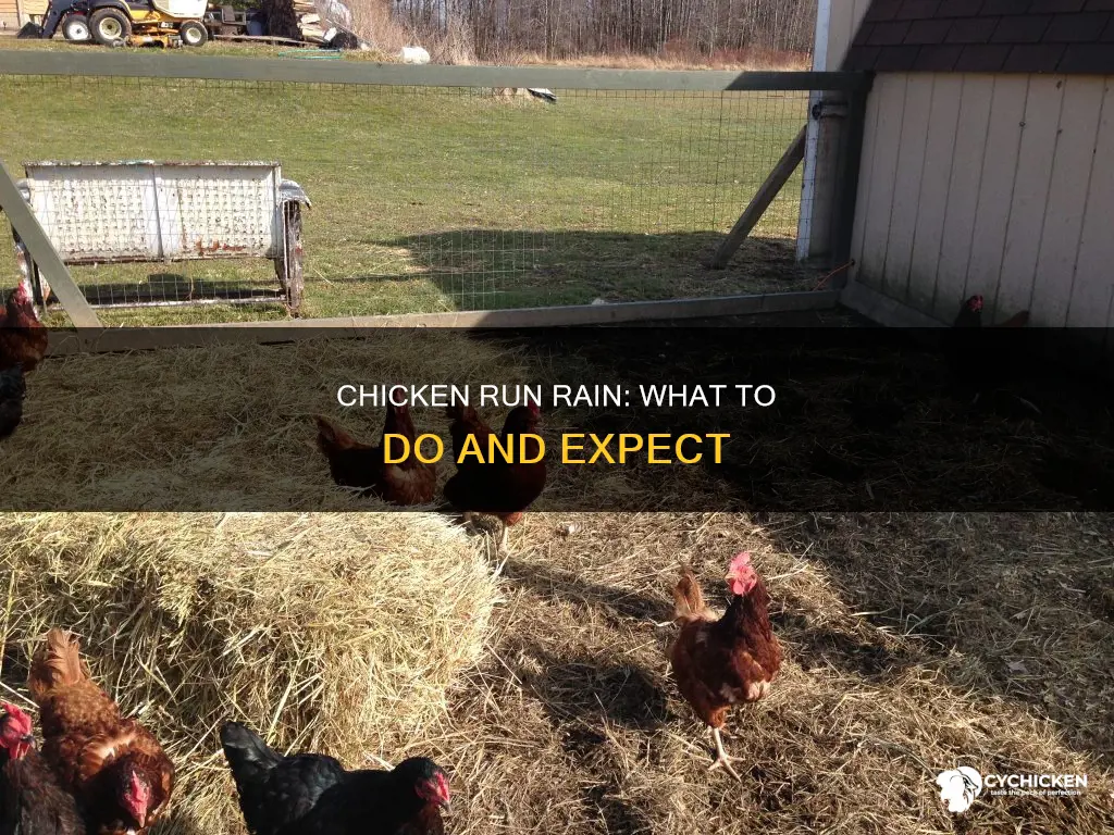 what happens if it rains in your chicken run