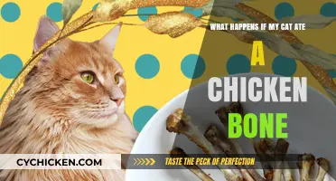 Cat Ate a Chicken Bone? Here's What to Do