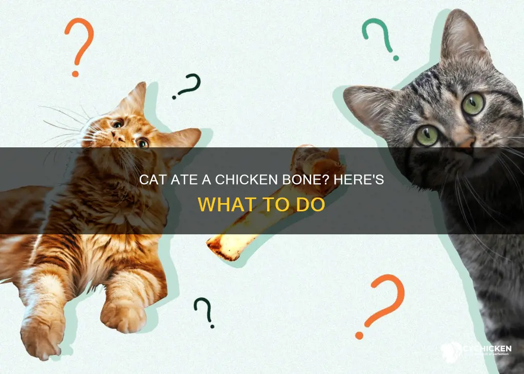 what happens if my cat ate a chicken bone