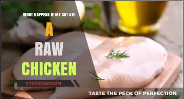Raw Chicken Consumption: Risks for Cats