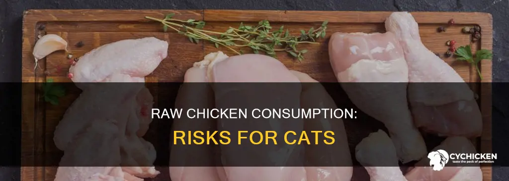 what happens if my cat ate a raw chicken