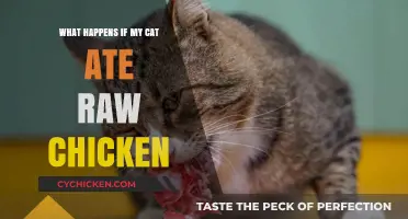 Cat Ate Raw Chicken? Risks, Symptoms, and What to Do Next