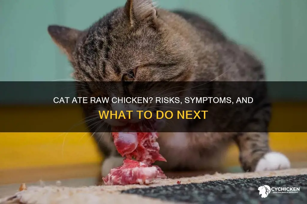 what happens if my cat ate raw chicken