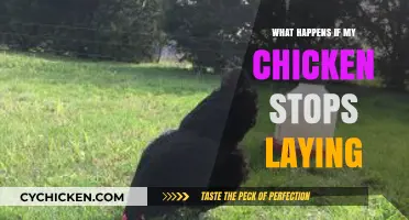 Why Your Chicken Stopped Laying Eggs and How to Help