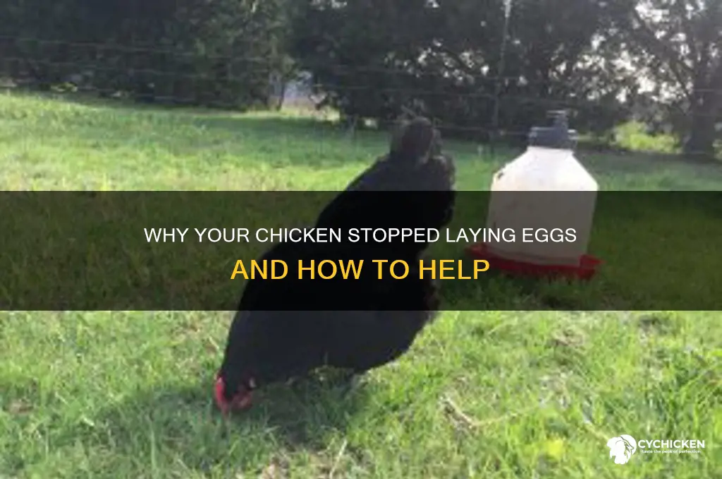 what happens if my chicken stops laying