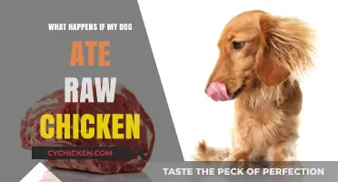 Dog Ate Raw Chicken? Risks, Symptoms, and What to Do Next