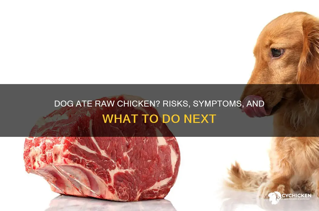 what happens if my dog ate raw chicken