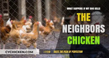 Dog Kills Neighbor's Chicken: What's the Legal Fallout?