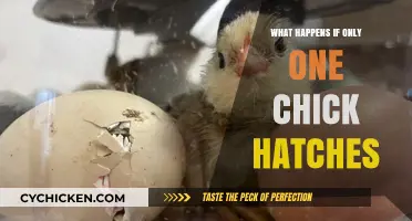 Single Chick Hatching: Challenges and Care for Solo Survivors
