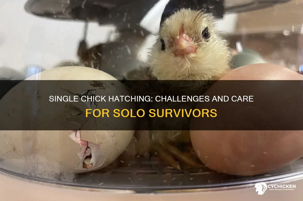 what happens if only one chick hatches