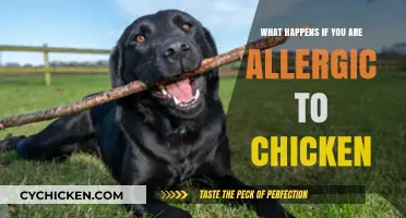 Chicken Allergy Symptoms, Risks, and Safe Alternatives Explained