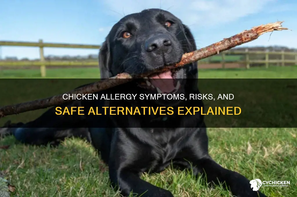 what happens if you are allergic to chicken