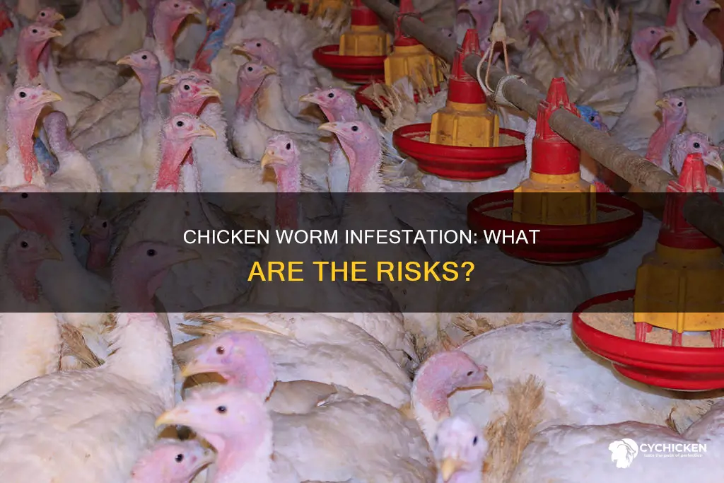 what happens if you ate chicken that had worms