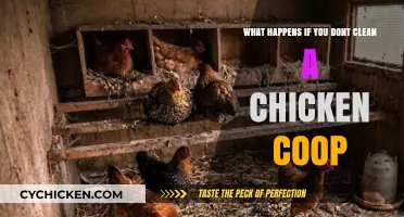 Neglected Chicken Coops: A Recipe for Disaster and Disease