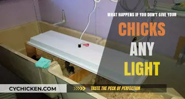 Chicks Need Light: Impact of Darkness on Development