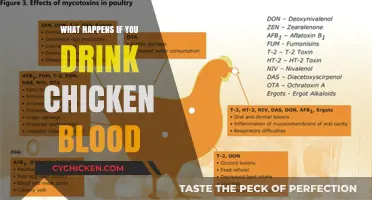 Drinking Chicken Blood: Health Risks, Cultural Practices, and Safety Concerns