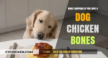 Feeding Chicken Bones to Dogs: A Dangerous Treat