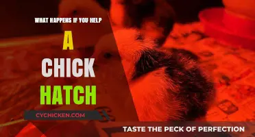 Assisting a Chick Hatch: Risks, Rewards, and Ethical Considerations