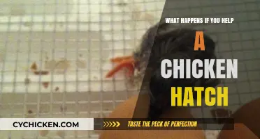 Assisting a Chicken Hatch: What to Expect and How to Help