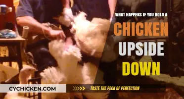 Upside-Down Chickens: What's the Effect?