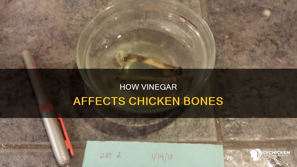 what happens if you put a chicken bone in vinegar