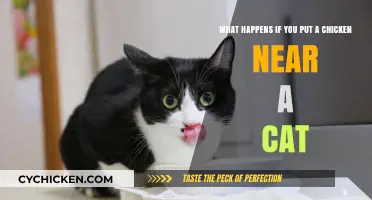 Cats and Chickens: Friends or Foes?