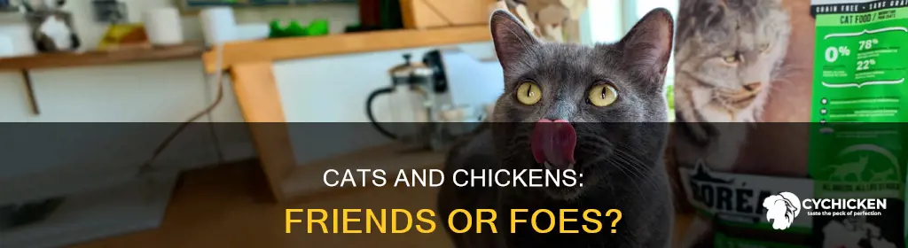 what happens if you put a chicken near a cat
