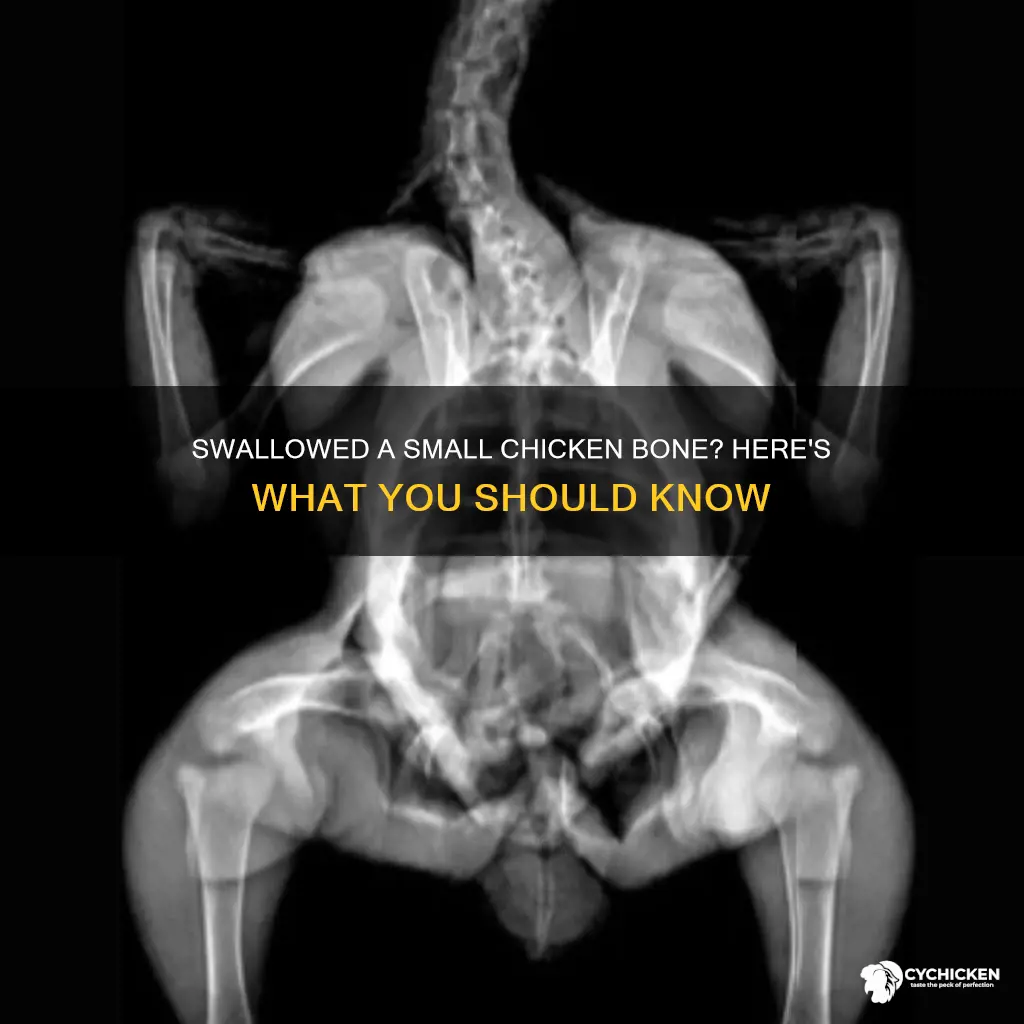 what happens if you seallow a small chicken bone