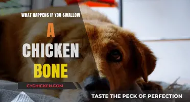 Swallowed a Chicken Bone? What to Expect and When to Worry