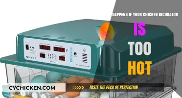 Incubator Heat: What's Too Hot for Chickens?