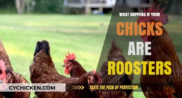 Unexpected Roosters: Managing Surprises in Your Backyard Chicken Flock