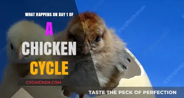 The First Day of a Chicken's Life: A Critical Cycle