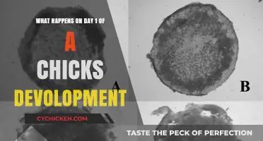 The First Day of a Chick's Life