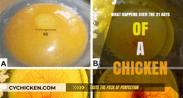 A Chicken's Journey: From Egg to Chick