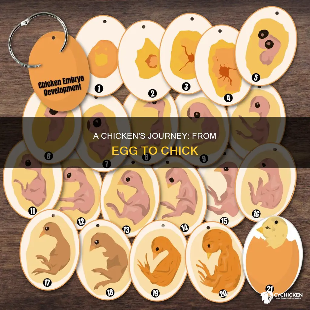 what happens over the 21 days of a chicken