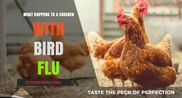Understanding Bird Flu: Impact and Consequences for Infected Chickens