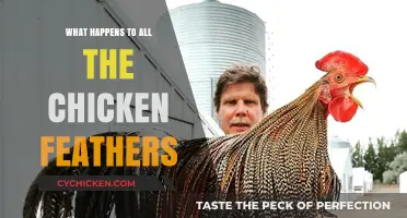 Uncovering the Surprising Fate of Chicken Feathers: From Waste to Resource