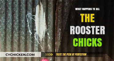 The Fate of Rooster Chicks: Uncovering the Hidden Truth